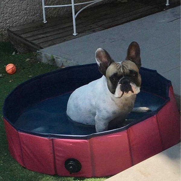 Piscine pliable pour chiens