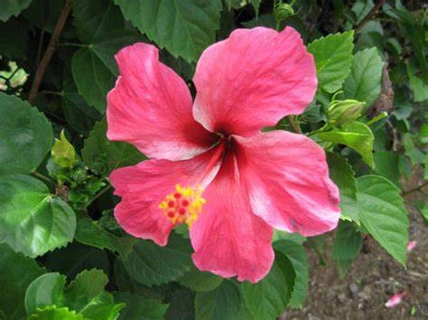 Hibiscus