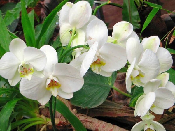 Orchidée Blanche