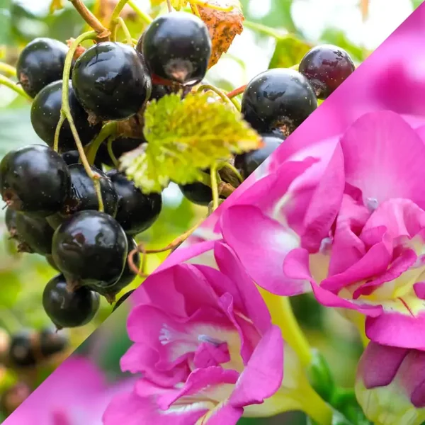 Cassis Freesia