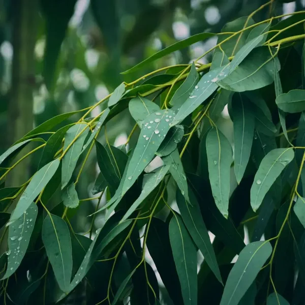 Eucalyptus