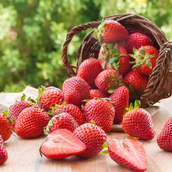 Fraise des Bois
