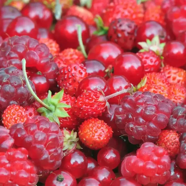 Fruits Rouges