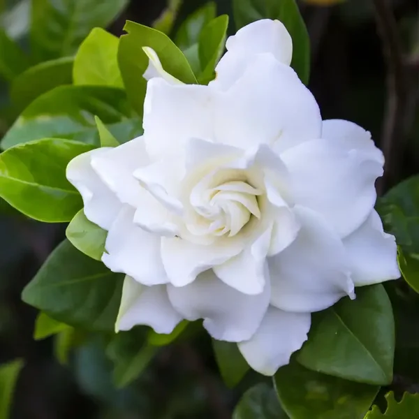 Gardenia