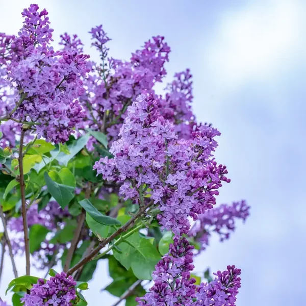 Lilas
