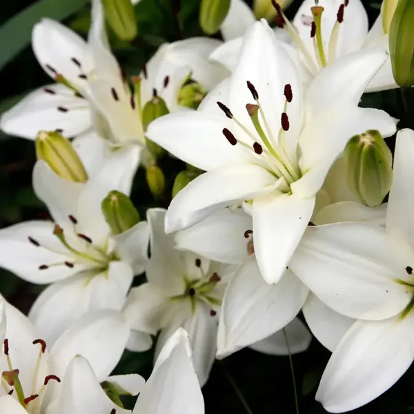 Lys Blanc