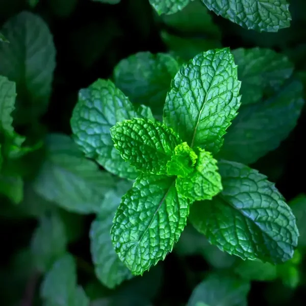 Menthe Chlorophile