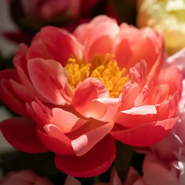 Pivoine