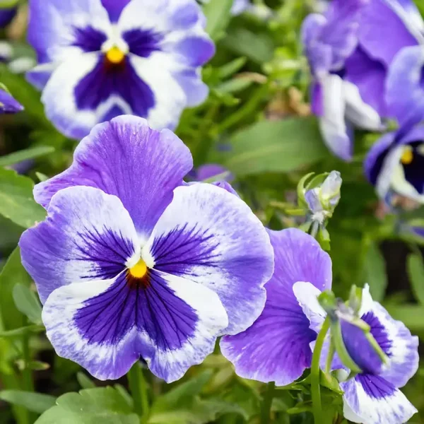 Violette