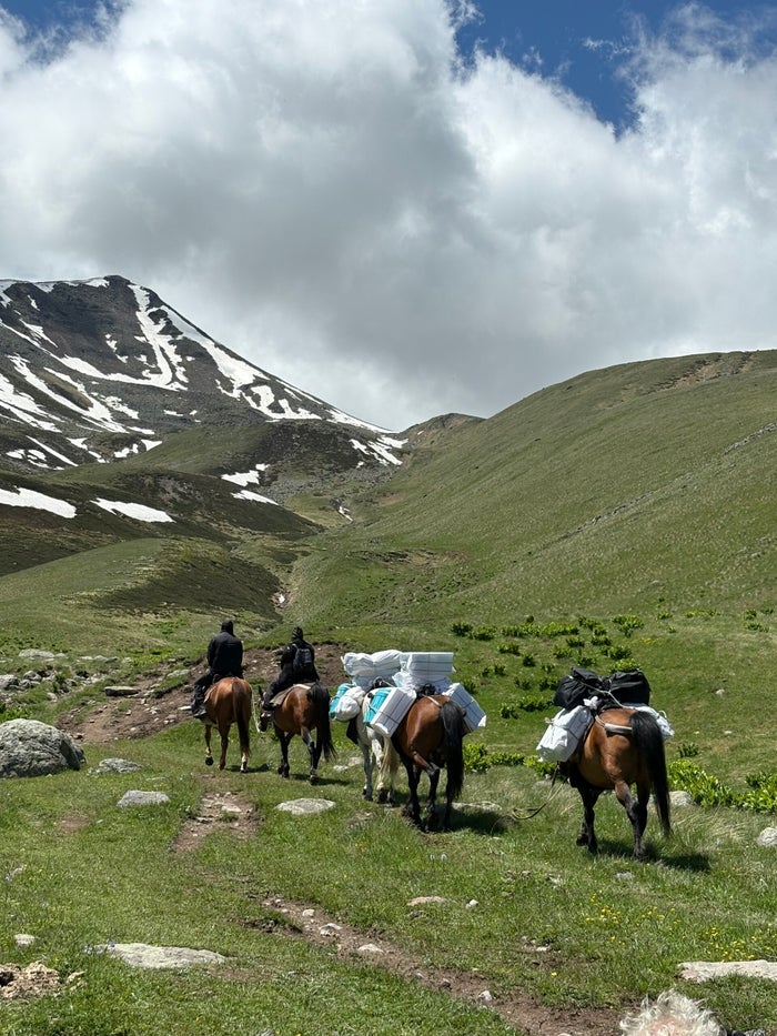 Paarden grazend in het landschap van de Georgische Kaukasus
