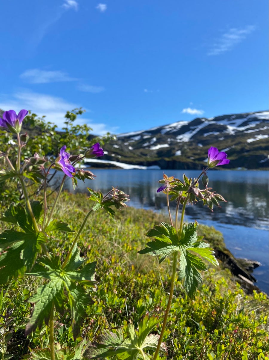 Trekking tijdens de Lofoten Crossing