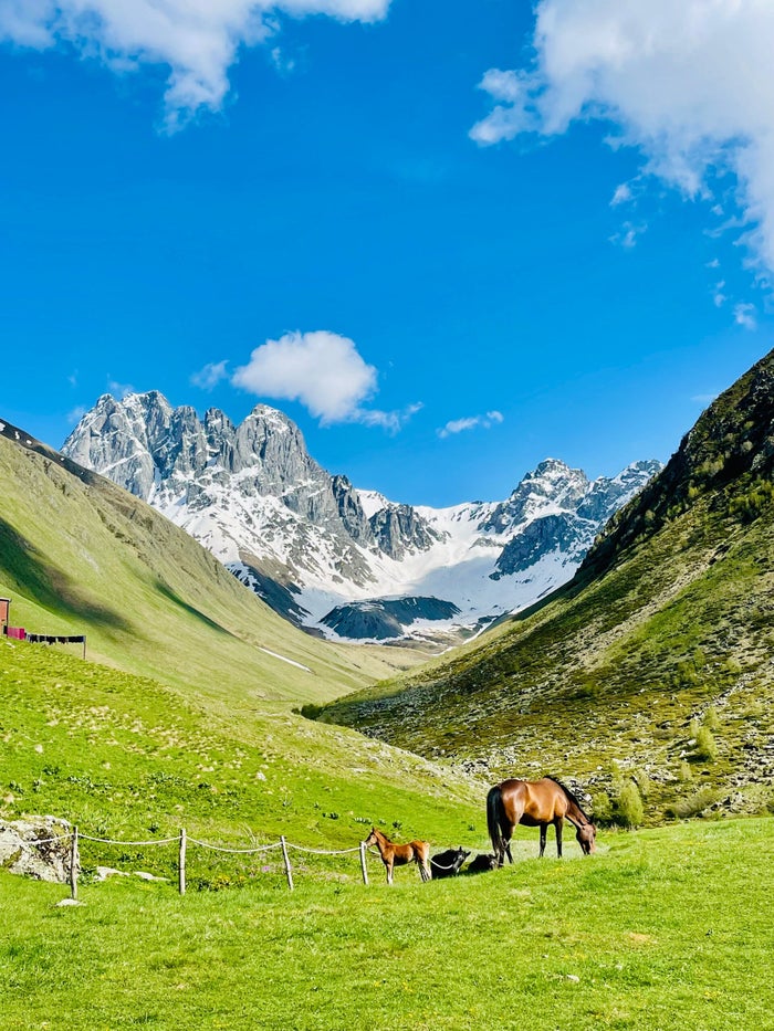 Paarden grazend in het landschap van de Georgische Kaukasus (4)