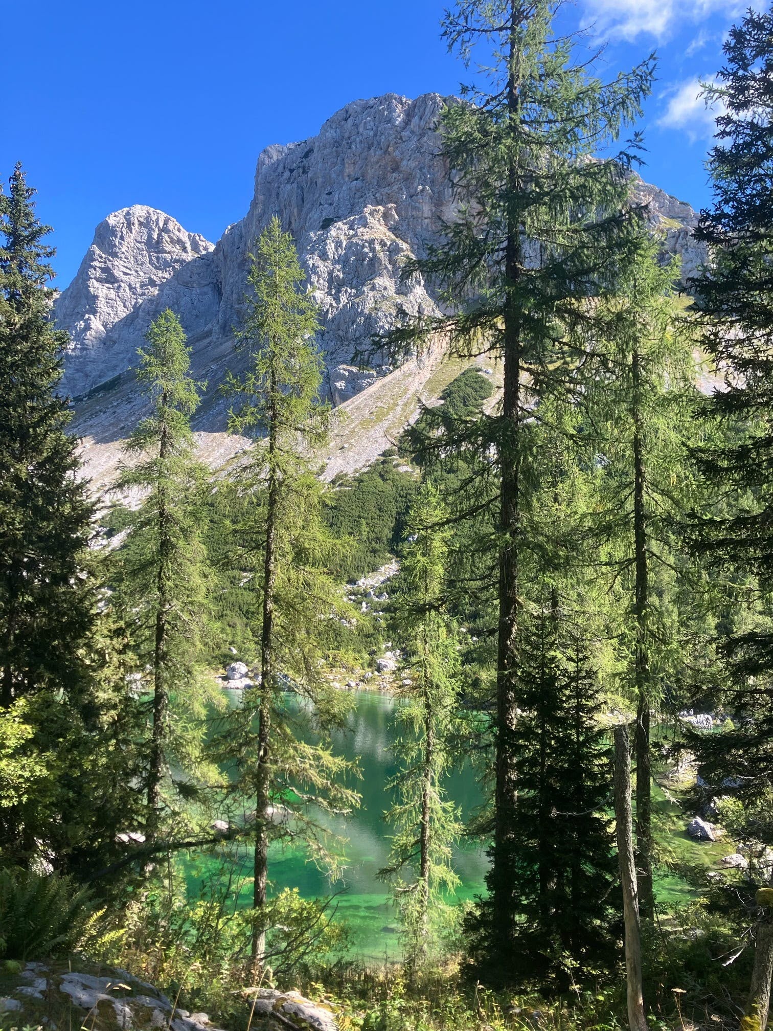 Lariksbos met bergtoppen op de achtergrond in de Julische Alpen
