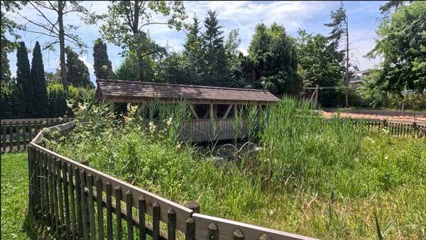 Kleine, überdachte Holzbrücke über einen von dichtem Schilf umgebenen Teich mit Zaun im Vordergrund.“
