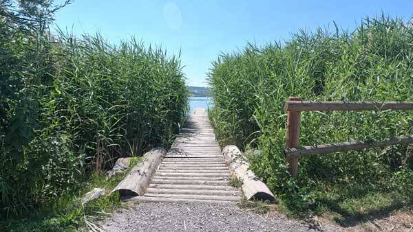 Ein schmaler Holzsteg führt durch hohes, grünes Schilf direkt zum ruhigen Wasser des Sempachersees.