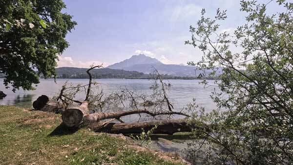 Blick durch Bäume auf den See und den Berg Pilatus.
