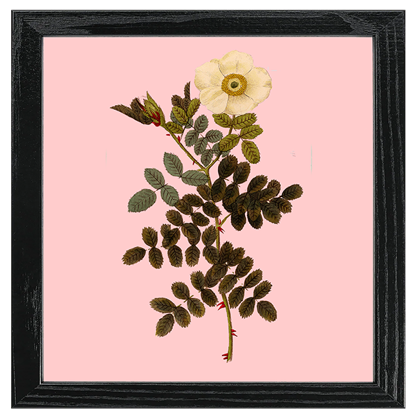 Les Roses Tile I