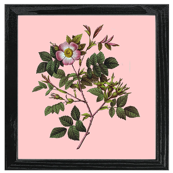 Les Roses Tile II