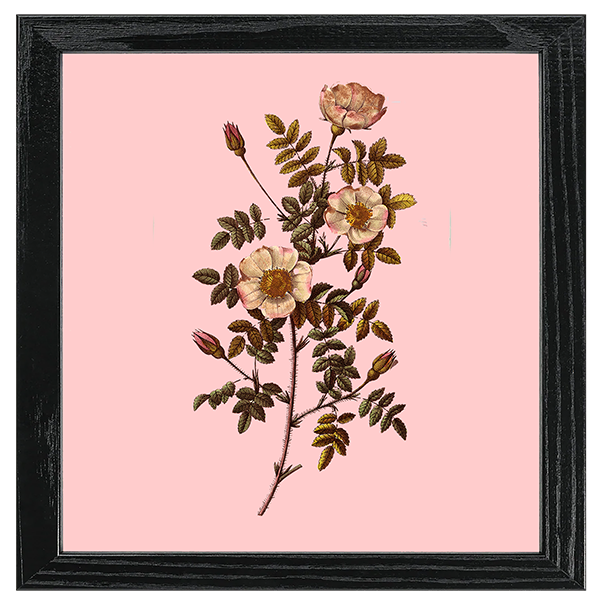 Les Roses Tile III