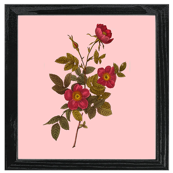 Les Roses Tile IV