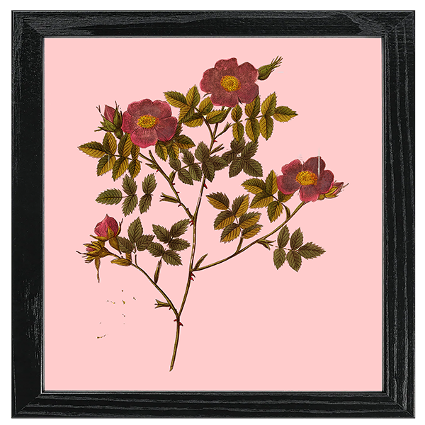Les Roses Tile V