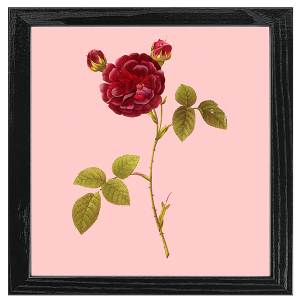 Les Roses Tile VI