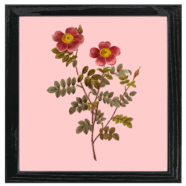 Les Roses Tile VII