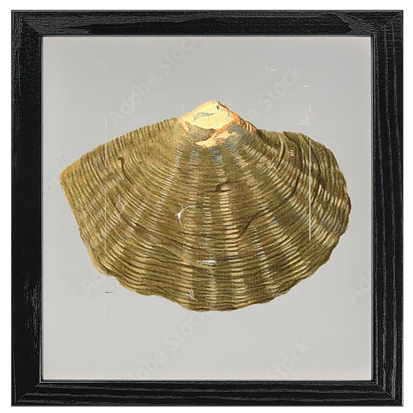 Conchology Tile I