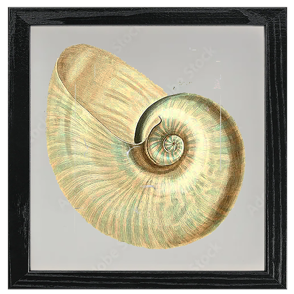 Conchology Tile III