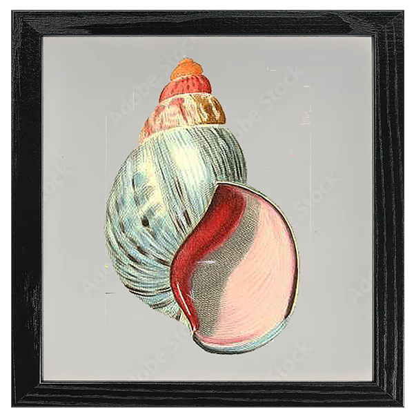 Conchology Tile IV