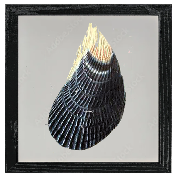 Conchology Tile VI