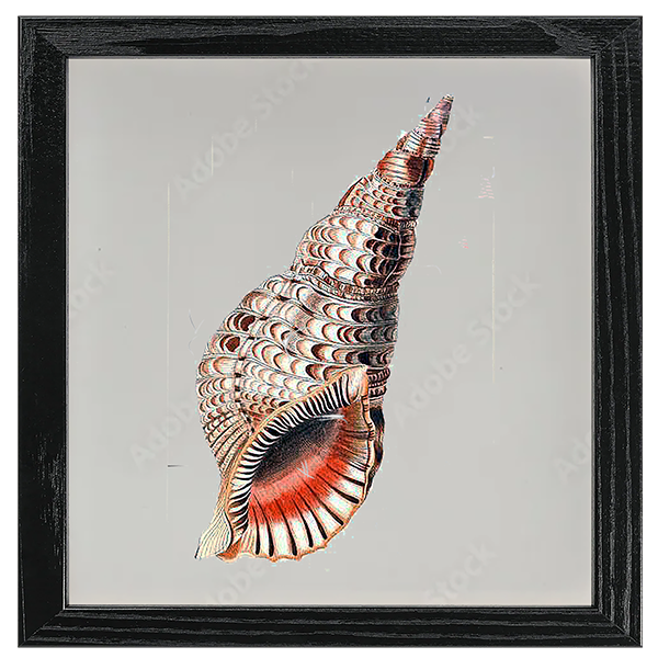 Conchology Tile V