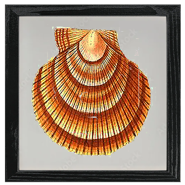 Conchology Tile VIII