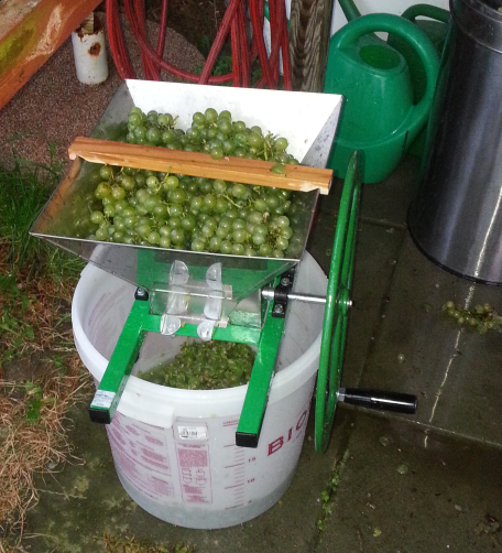 kneuzen van de druiven