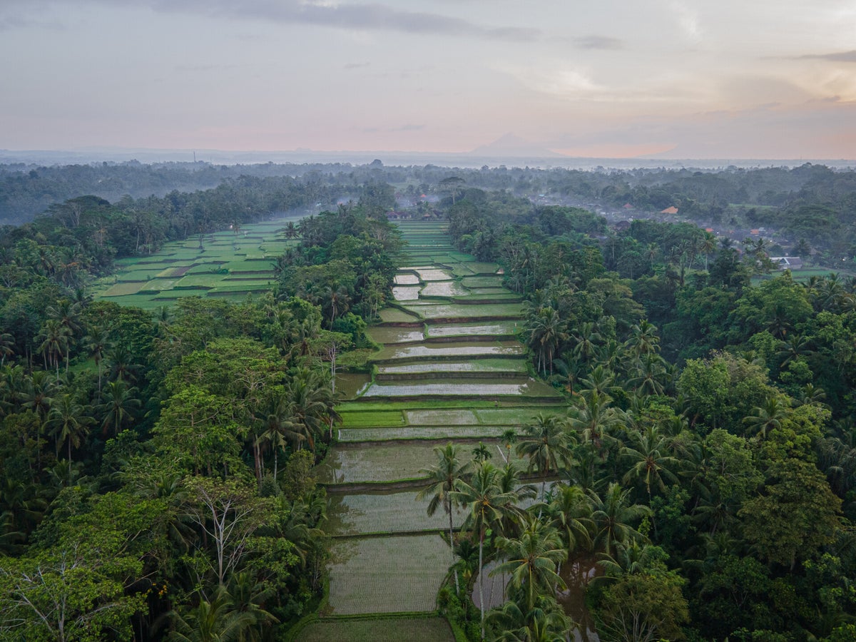 Ubud | Rijstvelden, cultuur, tempels & meer - Woltotravel