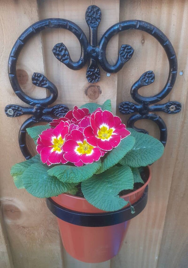 Single Rossette Planter ( round bar)