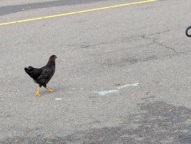Why did the chicken cross the road?