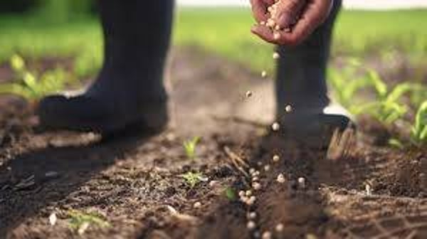 SOW A SIMPLE SEED