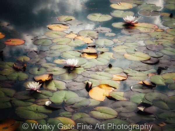 Waterlillies