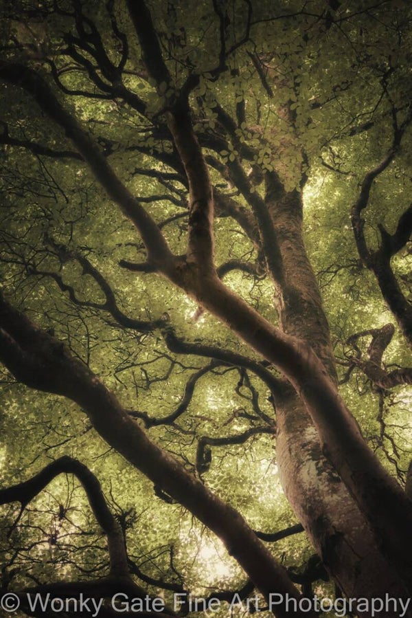Heart of the Beech