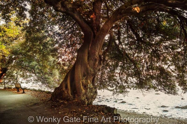 The Narnia Tree