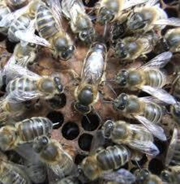 Mated AMM queen