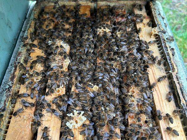 Nuc of Amm bees