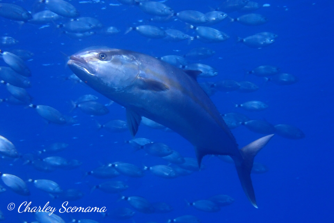 photographie sous marine © Charley Scemama