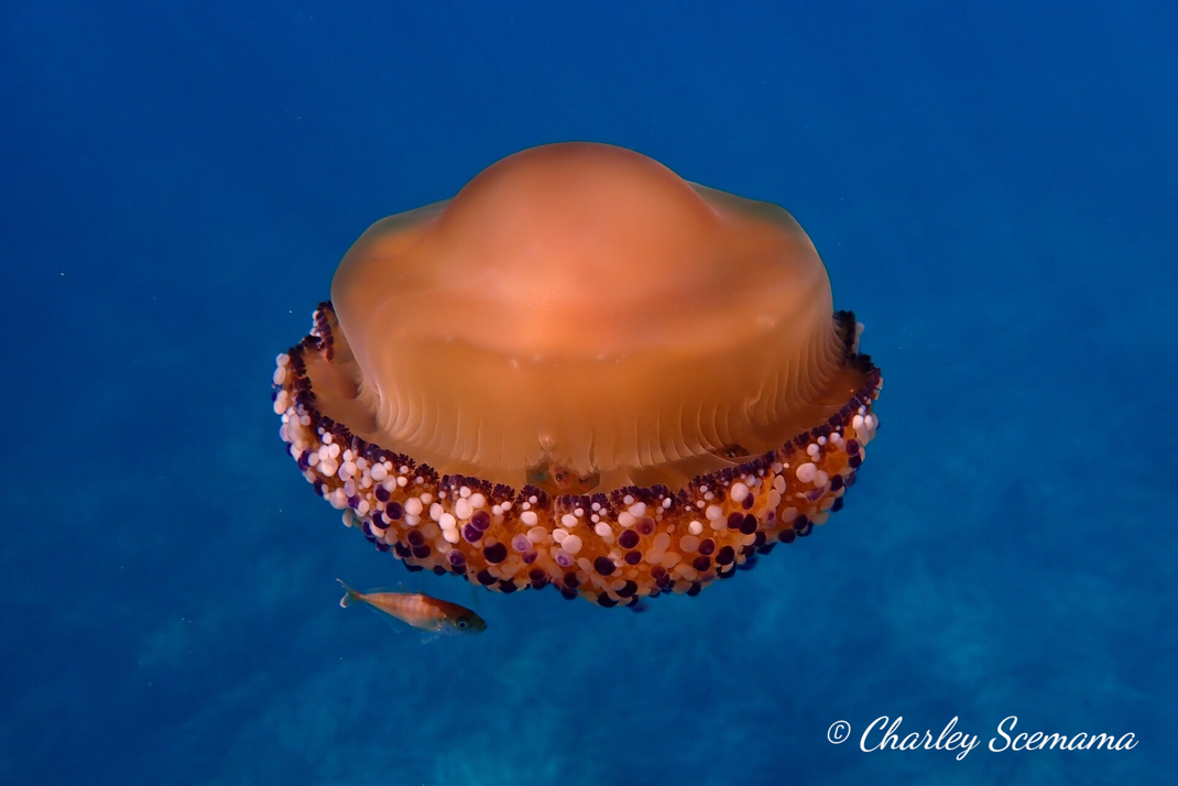 photographie sous marine © Charley Scemama