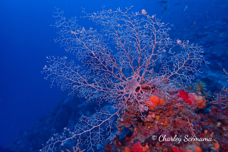 photographie sous marine © Charley Scemama