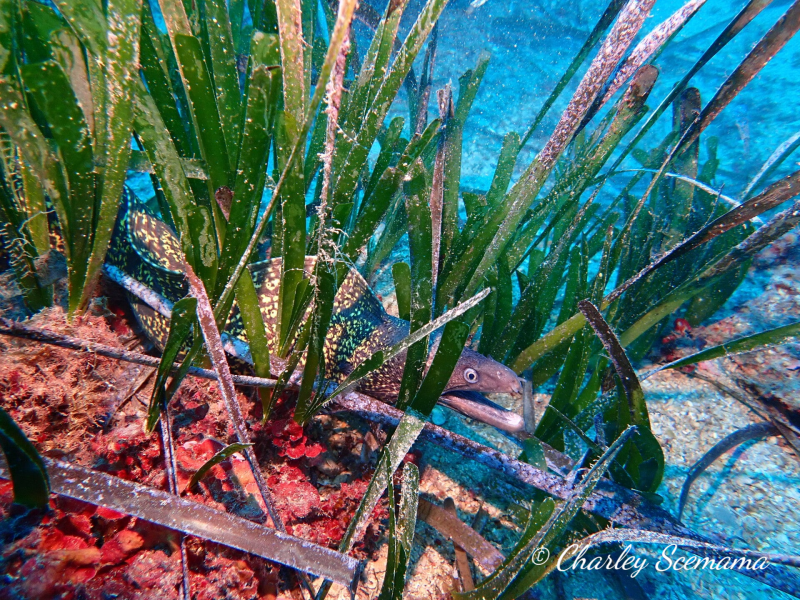 photographie sous marine © Charley Scemama