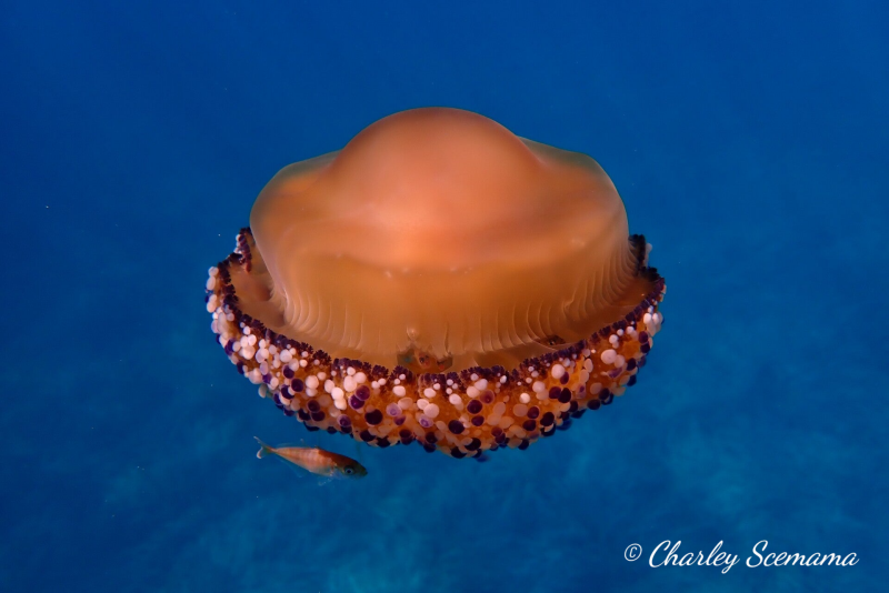 photographie sous marine © Charley Scemama