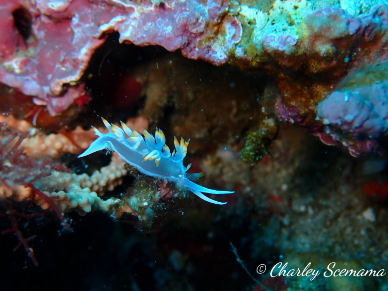 photographie sous marine © Charley Scemama