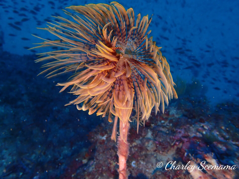photographie sous marine © Charley Scemama